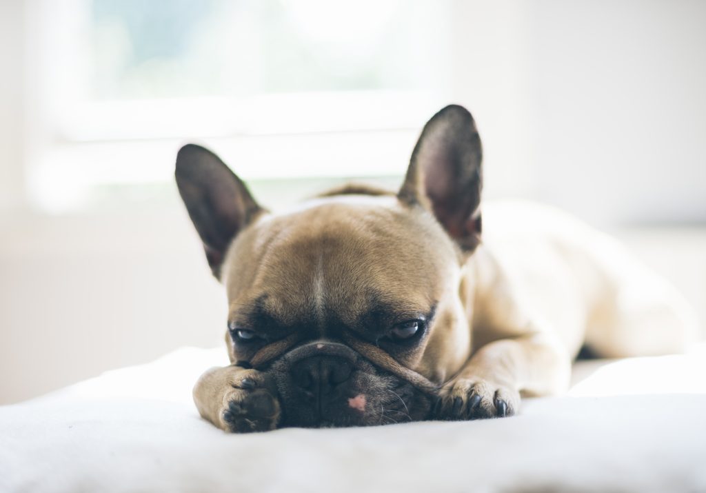 Dealing With French Bulldog's Stubbornness