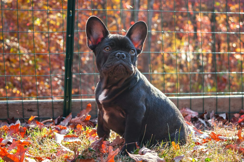 Essential Commands for Your Frenchie