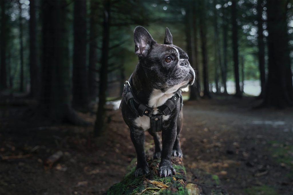 Leash Training Your Frenchie