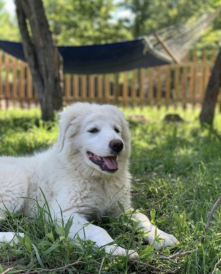 Great Pyrenees Breed