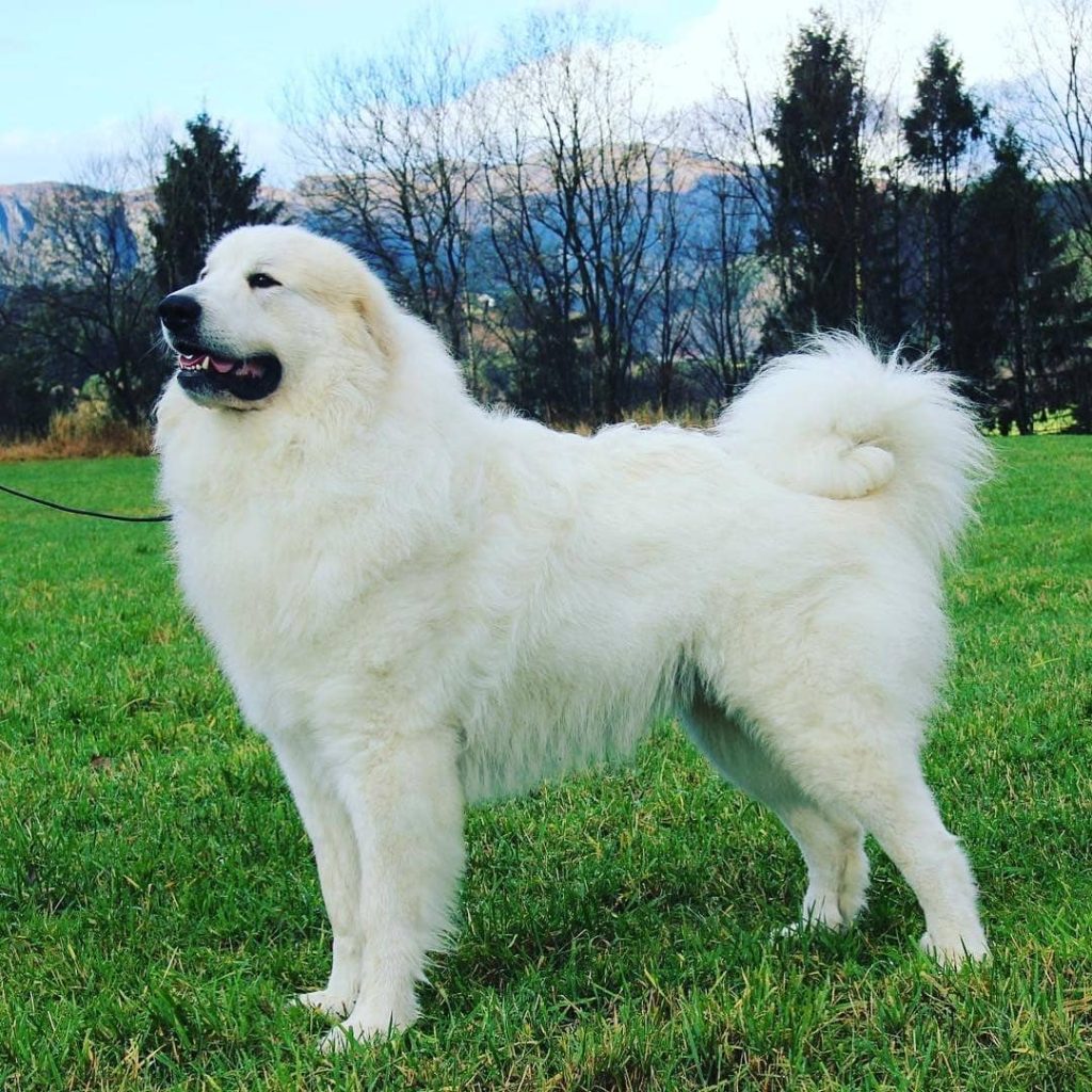 Female Great Pyrenees