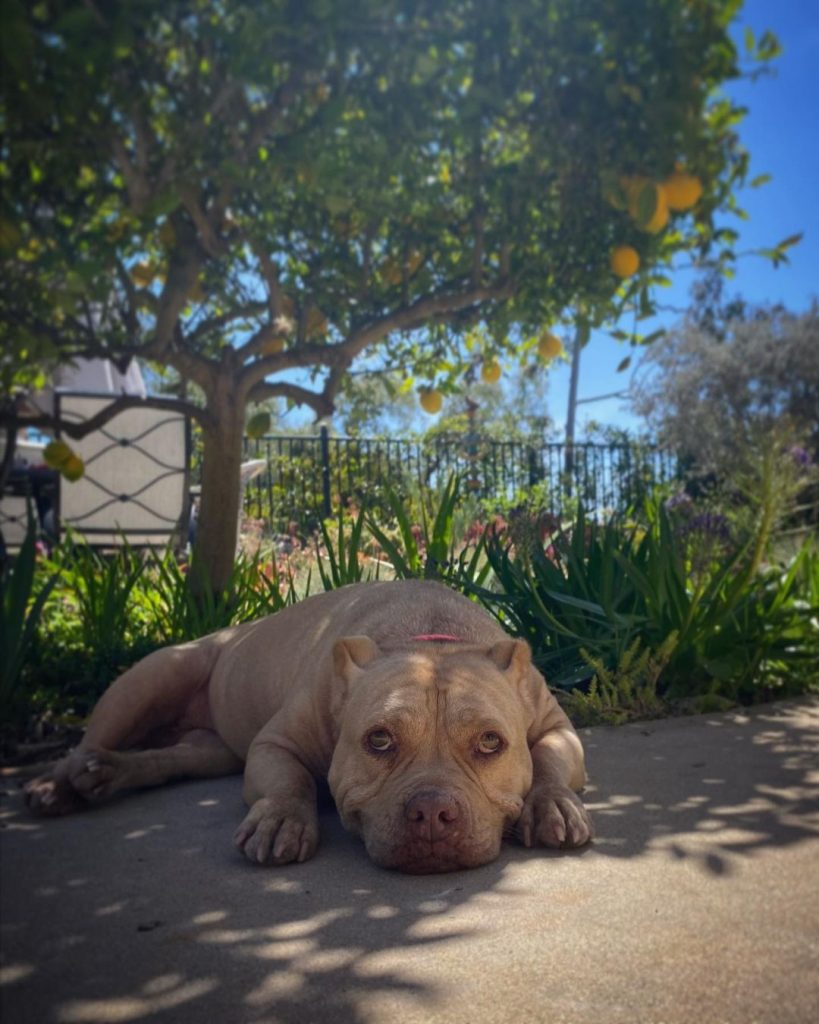 Positive Reinforcement in Pit Bull