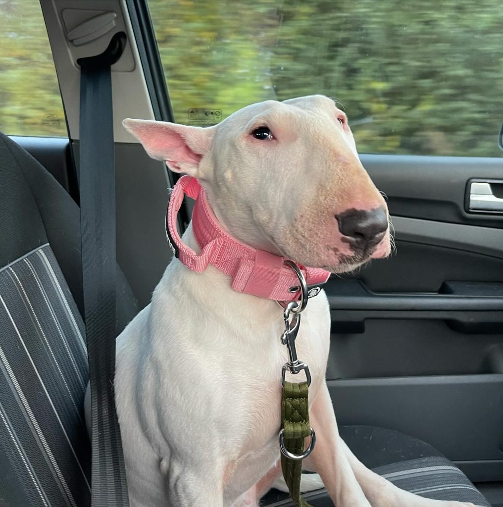 Caring for a Bull Terrier