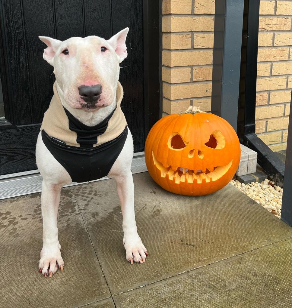 management for Bull Terriers