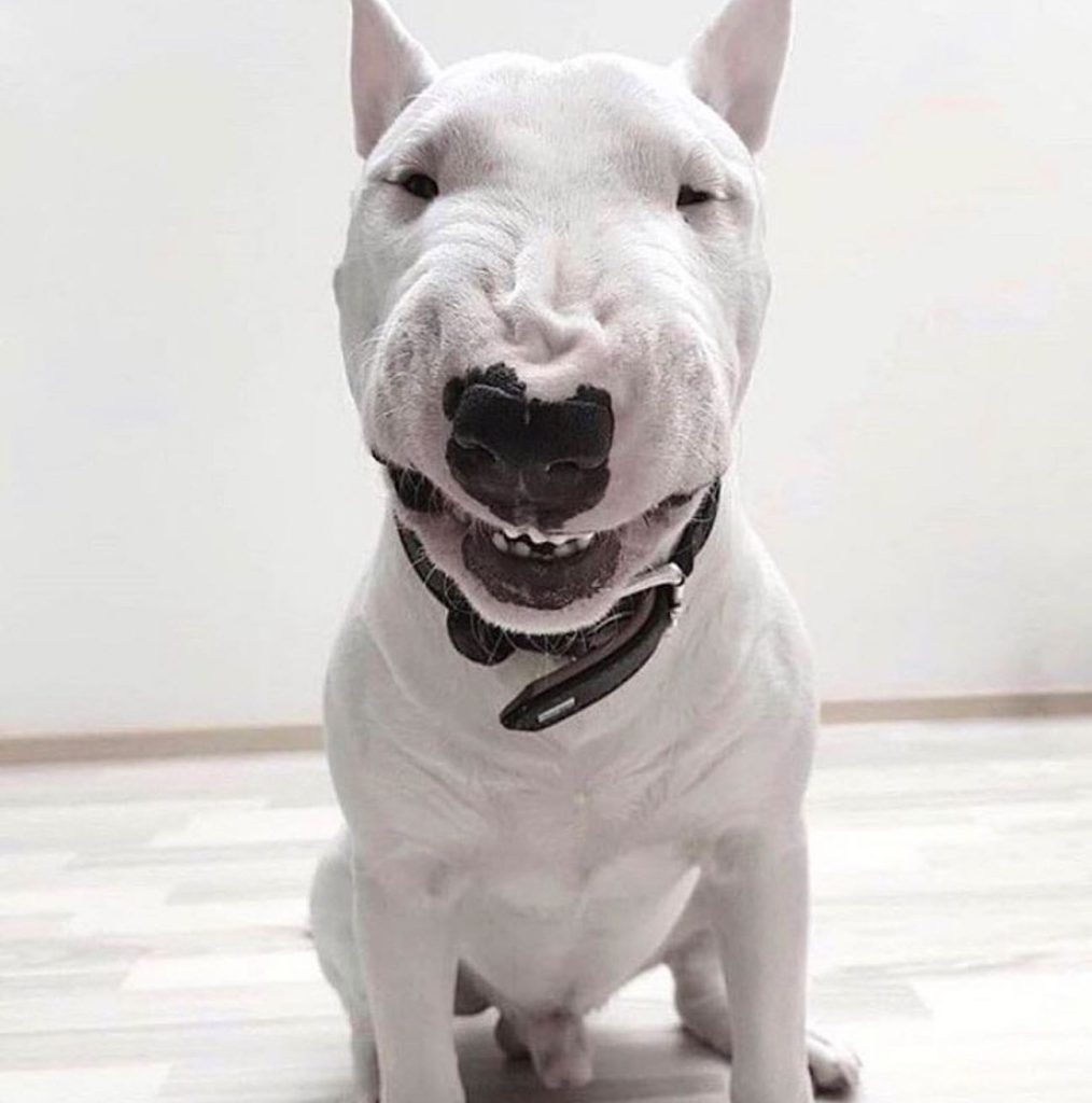 well-adjusted Bull Terrier