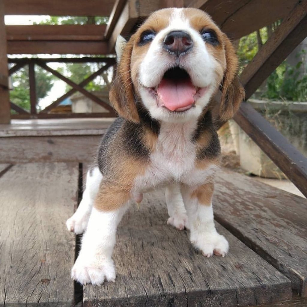 well-adjusted Beagle