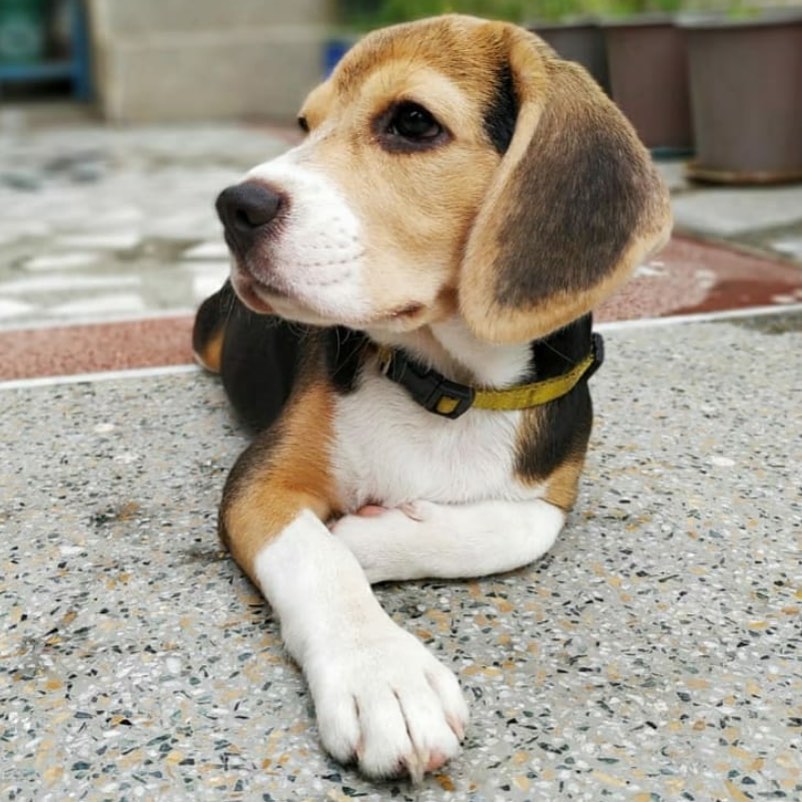 Well-Trained Beagle