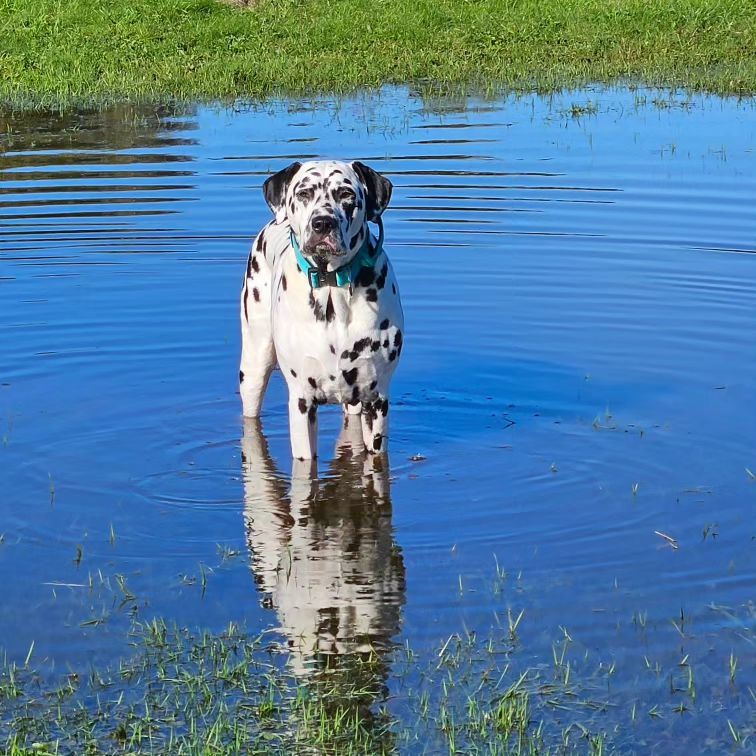 Establishing a Strong Foundation With Dalmatians