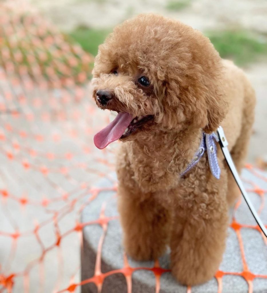 Training Tips for Poodles