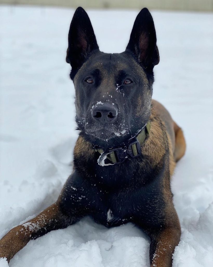 Guide to the Belgian Malinois