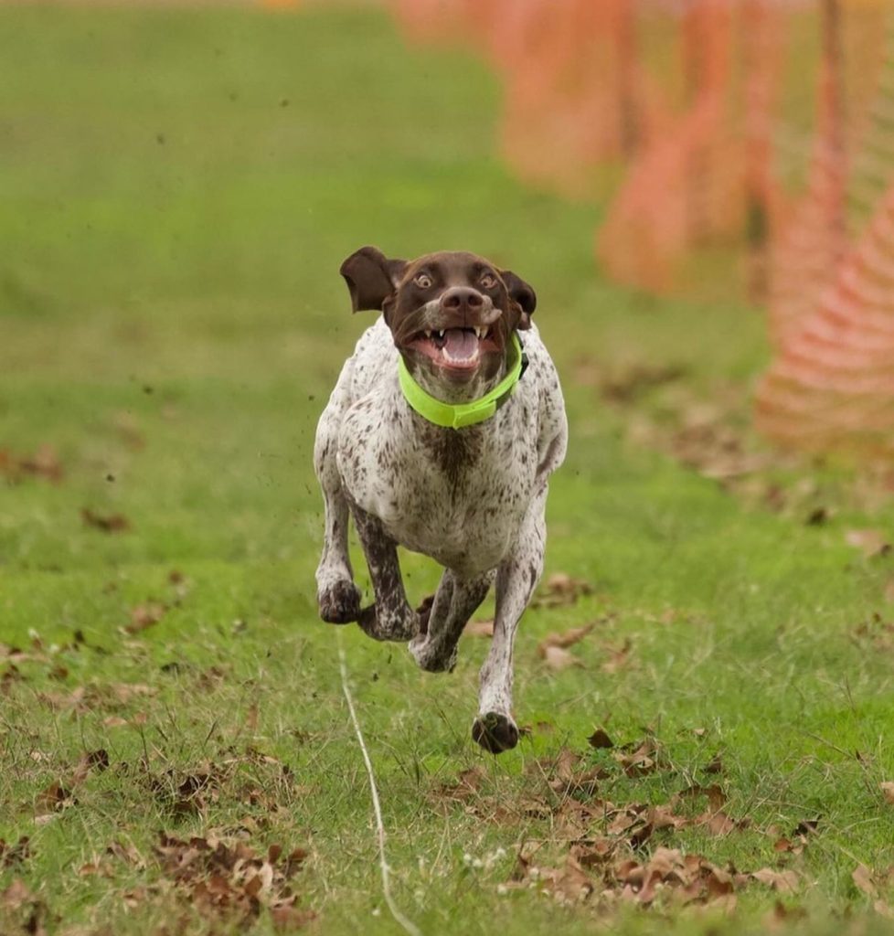 The exercise needs of a German Shorthaired Pointer
