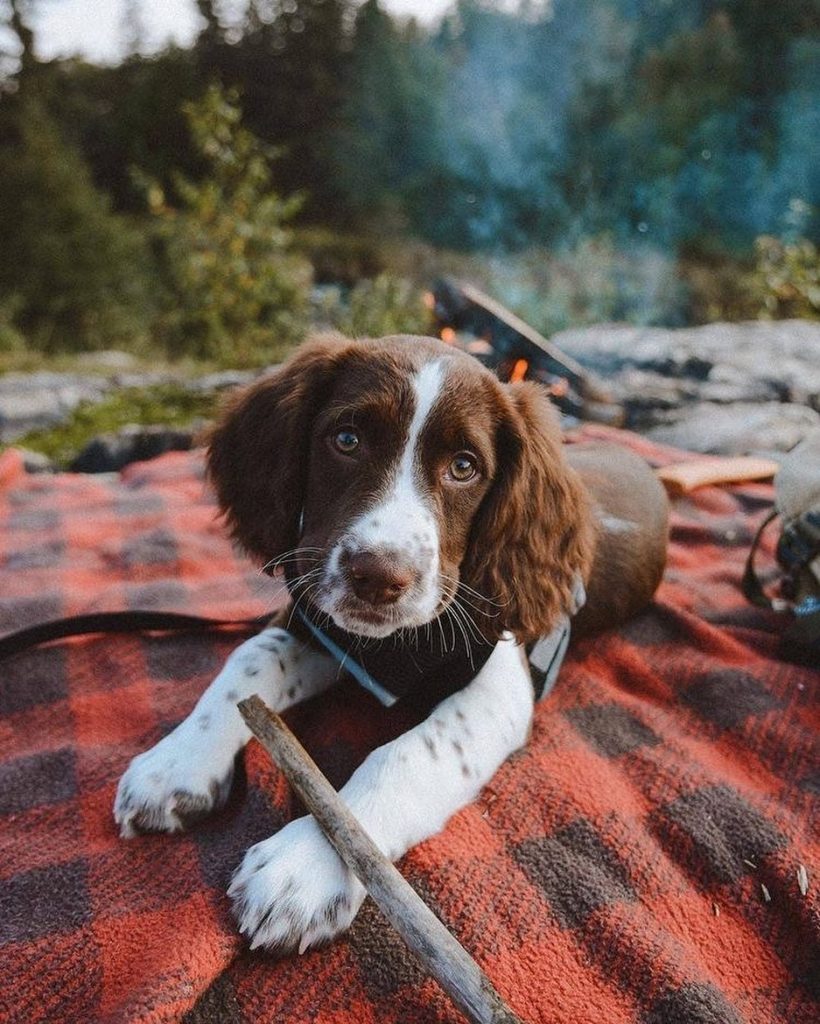  insights into your Brittany dog
