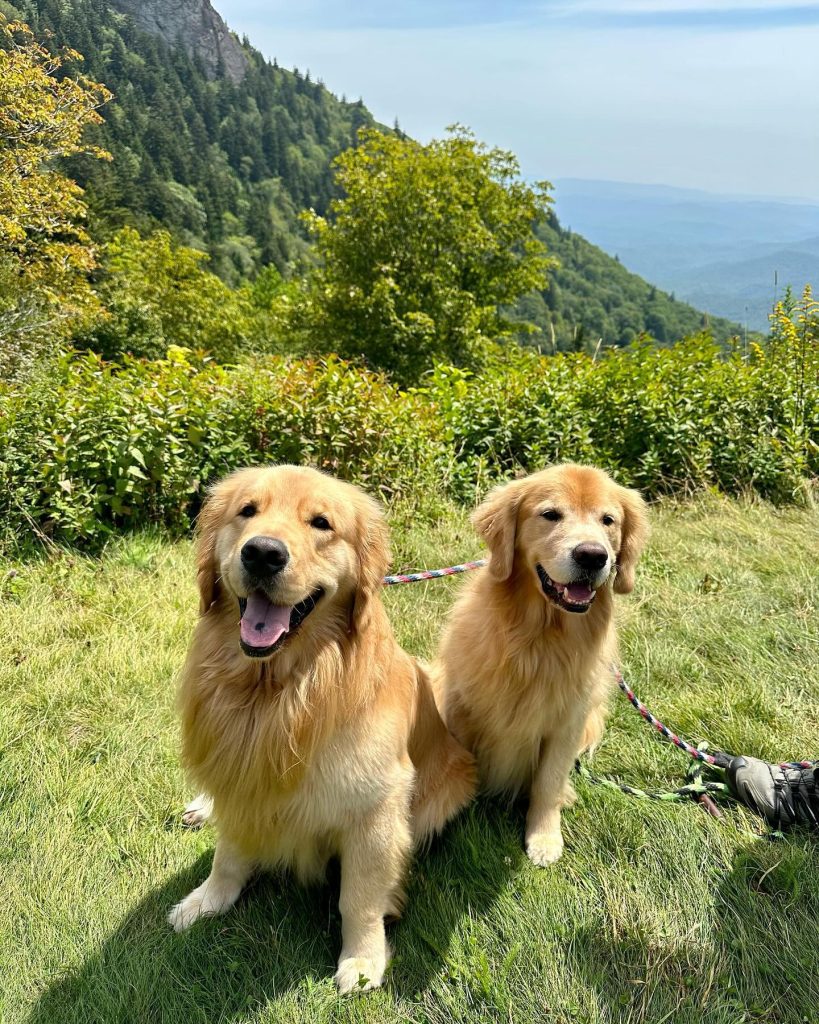 Golden Retrievers - active dogs