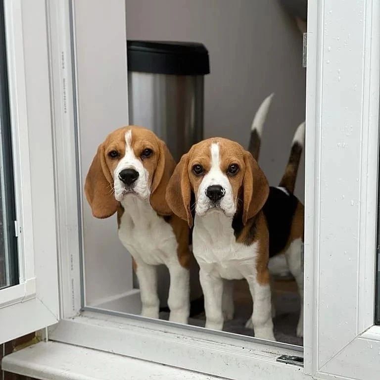Beagles are energetic dogs