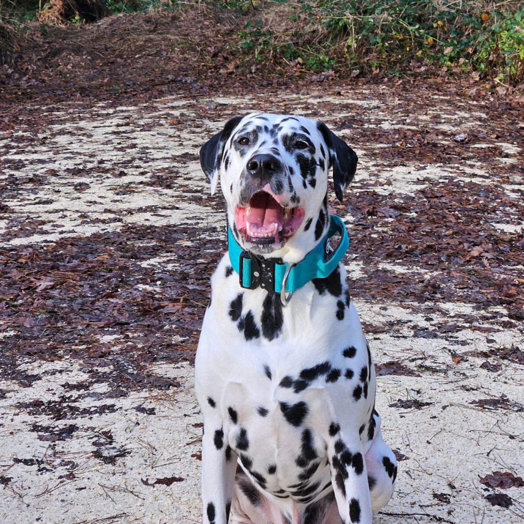 Dalmatian's Well-being