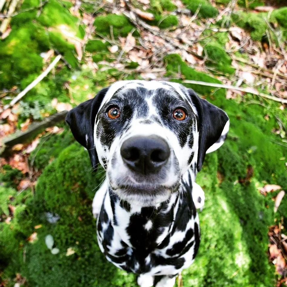 Dalmatian Dog Breed