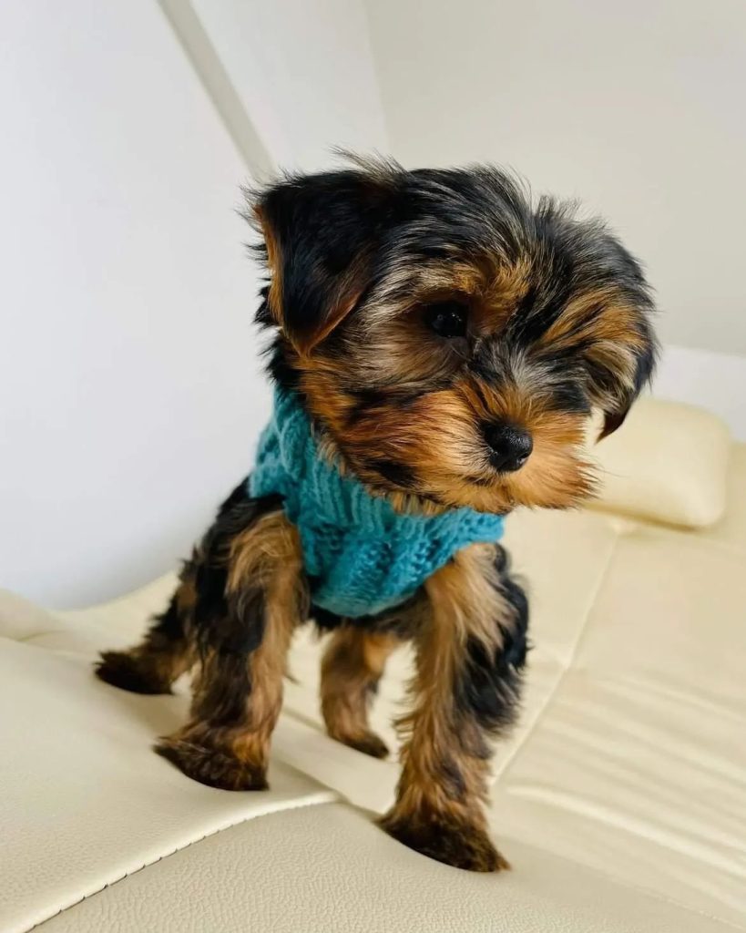 The Ultimate Guide to Training Your Yorkshire Terrier Puppy